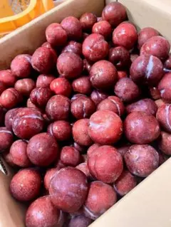 鹿児島産すもも9キロ - メルカリ