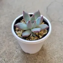 2025年最新】コロラータルーフの人気アイテム - メルカリ