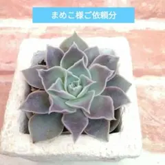 まめこ様ご依頼分 ラパス×ディフラクテンスパルマソラ他 多肉 エケベリア