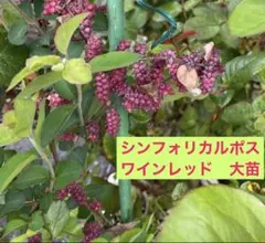 シンフォリカルポス 紅小町 - メルカリ