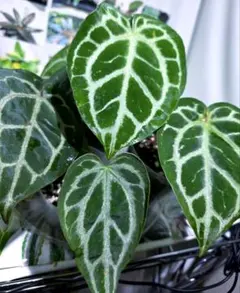 Anthurium ET Diamond Crystal 【EQUATOR】 - メルカリ