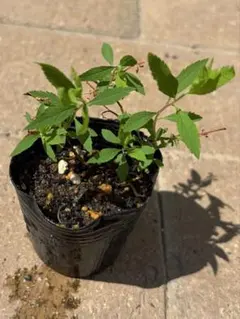 mama's様 リクエスト 2点 まとめ商品