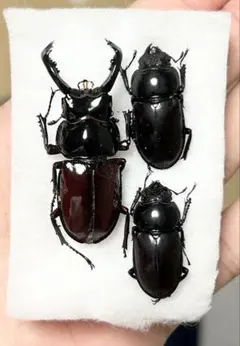 2025年最新】クワガタの人気アイテム - メルカリ