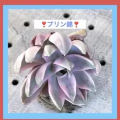 ひ*み様 ⚠️オークション⚠️ 現品 エケベリア 寄せ植え 多肉弁当 多肉植物