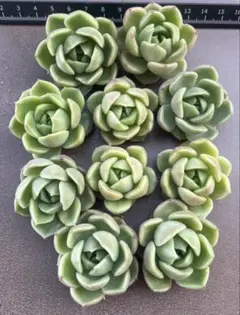 ラブリーローズ ミニカット苗 多肉植物 - メルカリ