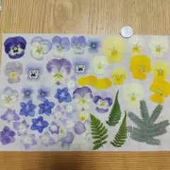 押し花 210 訳あり