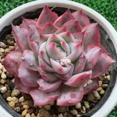 TAKUBONBON様 リクエスト 3点 まとめ商品