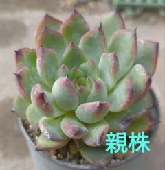 カイママ様 リクエスト 2点 まとめ商品