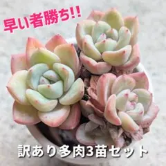 2026年最新】植物 苗 販売の人気アイテム - メルカリ