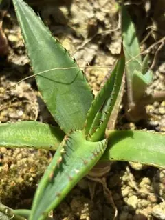 skate90's様 リクエスト 3点 まとめ商品