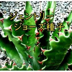 アガベ　ジェントリージョーズ　トランカータ　シャークスキン　モンタナ　人気セット アガベ ジェントリージョーズ トランカータ シャークスキン