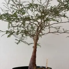 r*o様 186 オペルクリカリア パキプス 現地球 新鮮良株 ベアルート