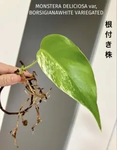 ⑦ 斑入りモンステラ ホワイトタイガー/ しっかり発根のサムネイル