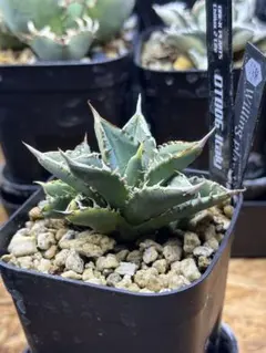 2025年最新】アガベ ブツブツの人気アイテム - メルカリ