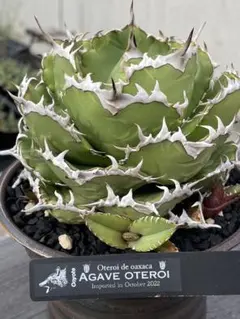 【ぱっつぁん！】アガベ　オアハカオテロイ　コヨーテさん株タグ付き！ 記録用。 オアハカ。 #アガベ#オテロイ#オアハカ#アガベ販売