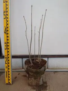 2025年最新】アオダモ 株立ちの人気アイテム - メルカリ