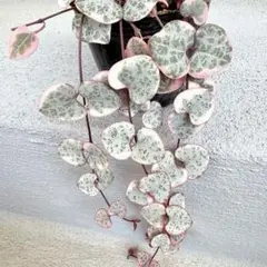 mwmm様 リクエスト 2点 まとめ商品