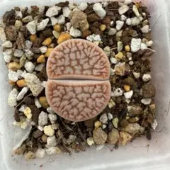 多肉植物　リトープス　c373a 雪嵐玉 鉢のまま