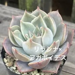 多肉植物 抜き苗 エケベリア リラシナ×アガボイデス
