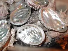 アワビ貝殻 100枚セット ハンドメイドアクセサリー用