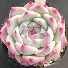 yukiyon様 リクエスト 2点 まとめ商品