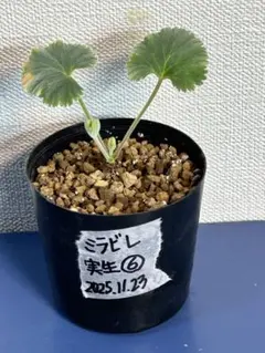 2025年最新】ミラビレの人気アイテム - メルカリ