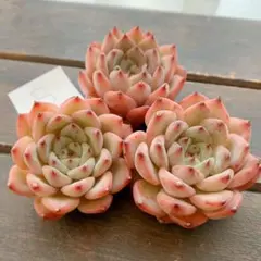 アメイジンググレイス×ソクヨン(B) 3苗セット　韓国苗　カット苗　お試しに！