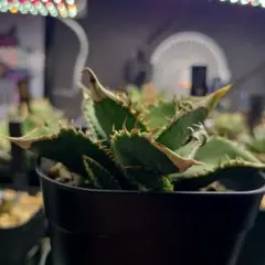 2025年最新】白毫刺の人気アイテム - メルカリ