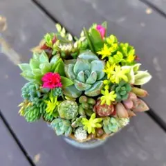 そのまま飾れる多肉寄せ植え リメイク缶 - メルカリ