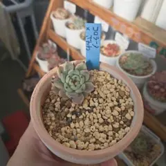 まつ様 リクエスト 2点 まとめ商品