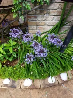 ☆Mahalo☆様 リクエスト 2点 まとめ商品