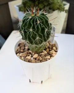 2025年最新】サボテン抜き苗の人気アイテム - メルカリ