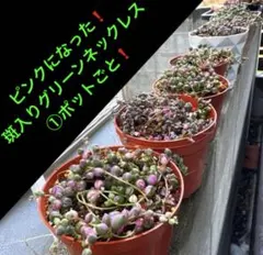 ピンクになった❗️ 斑入りグリーンネックレス ①ポットごと❗️