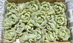 2026年最新】白牡丹多肉植物の人気アイテム - メルカリ