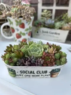 ❤️多肉植物そのまま飾れる寄せ植え❤️お家モチーフリメイク缶