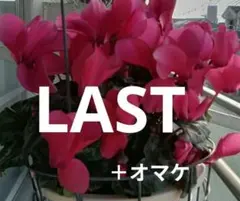 2025年最新】苗 花の人気アイテム - メルカリ