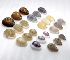 タカラガイ貝殻 8種類のアラカルトセット♪ハンドメイドや標本などに♪