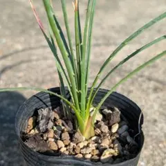 2025年最新】ダシリリオンの人気アイテム - メルカリ