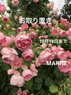 チャーム