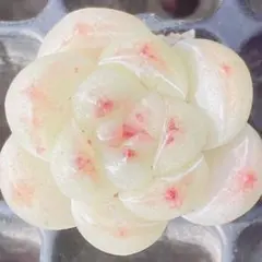 Toshiya Sugai様 リクエスト 2点 まとめ商品