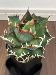 2025年最新】アガベ レッドキャットウィーズル 赤猫種の人気アイテム