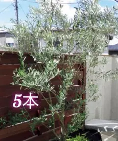 ゆな⑧ストレリチア　⑤オリーブの木souju「ミッション」2苗セット ゆな⑧ストレリチア ⑤オリーブの木souju「ミッション」2苗