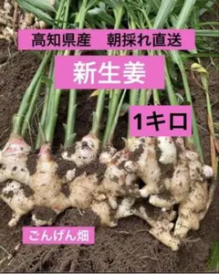 高知県産　朝採れ直送新生姜1キロのサムネイル