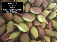 摘果マンゴー 8kg - メルカリ