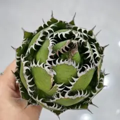 2025年最新】ホリダ アガベの人気アイテム - メルカリ