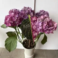 ③訳あり品！花痛みありアジサイ・レッドエンジェル　パープルのサムネイル
