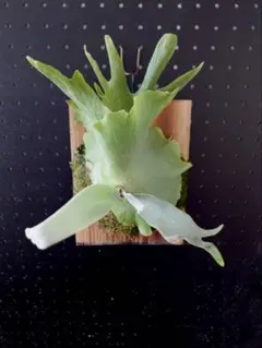 P.veitchii sp. sporeling TIP#2 ビカクシダ 株分 - メルカリ