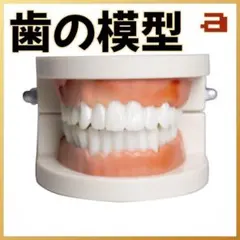 歯の模型 180度開閉 練習用 教材 観察 未使用 教育用 歯みがき学習