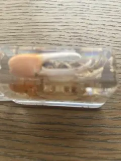 本物のカニとヤドカリのレジン漬けですのサムネイル