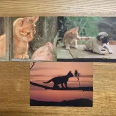 子猫物語ポストカード3枚セット